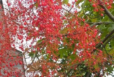 澳洲火焰木 学名:Brachychitonacerifolius 别名:槭叶萍婆、火焰酒瓶树 科:梧桐科 属:瓶树属 产地:原产澳大利亚，已引进我国种植，被广泛用于绿化建设。