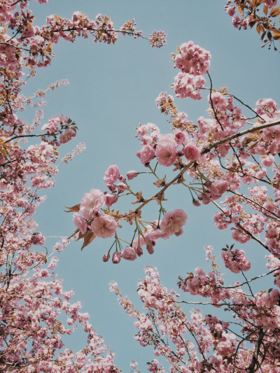 Cherry blossoms by Patrick Kolts