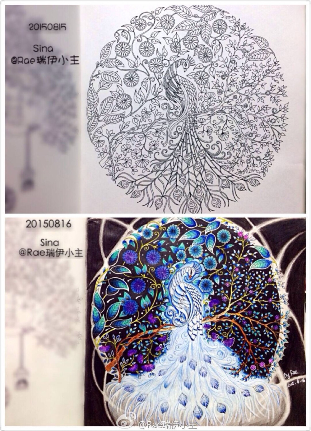 秘密花园14白孔雀