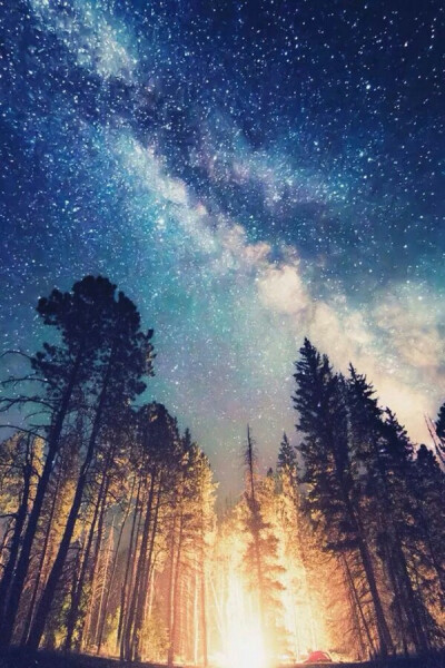 风景 树林 夜晚 星空