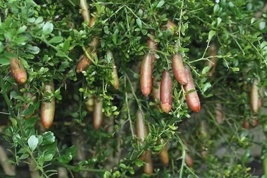 指橙 Microcitrus australasica ，芸香科澳枳檬属。澳洲自古出奇葩......这种“橙”的果实为长条形，粗细及长短均似手指，破开后取食的腺毛细胞为分散的颗粒状。