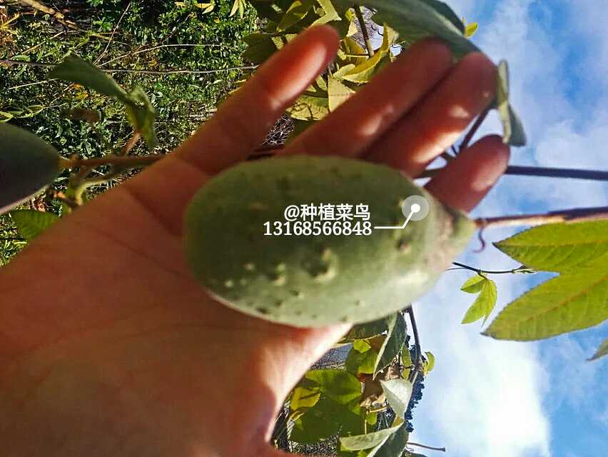 香蕉百香果