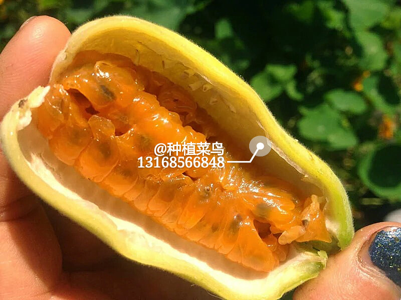 黄香蕉百香果