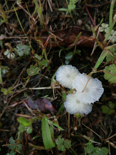 雨后蘑菇