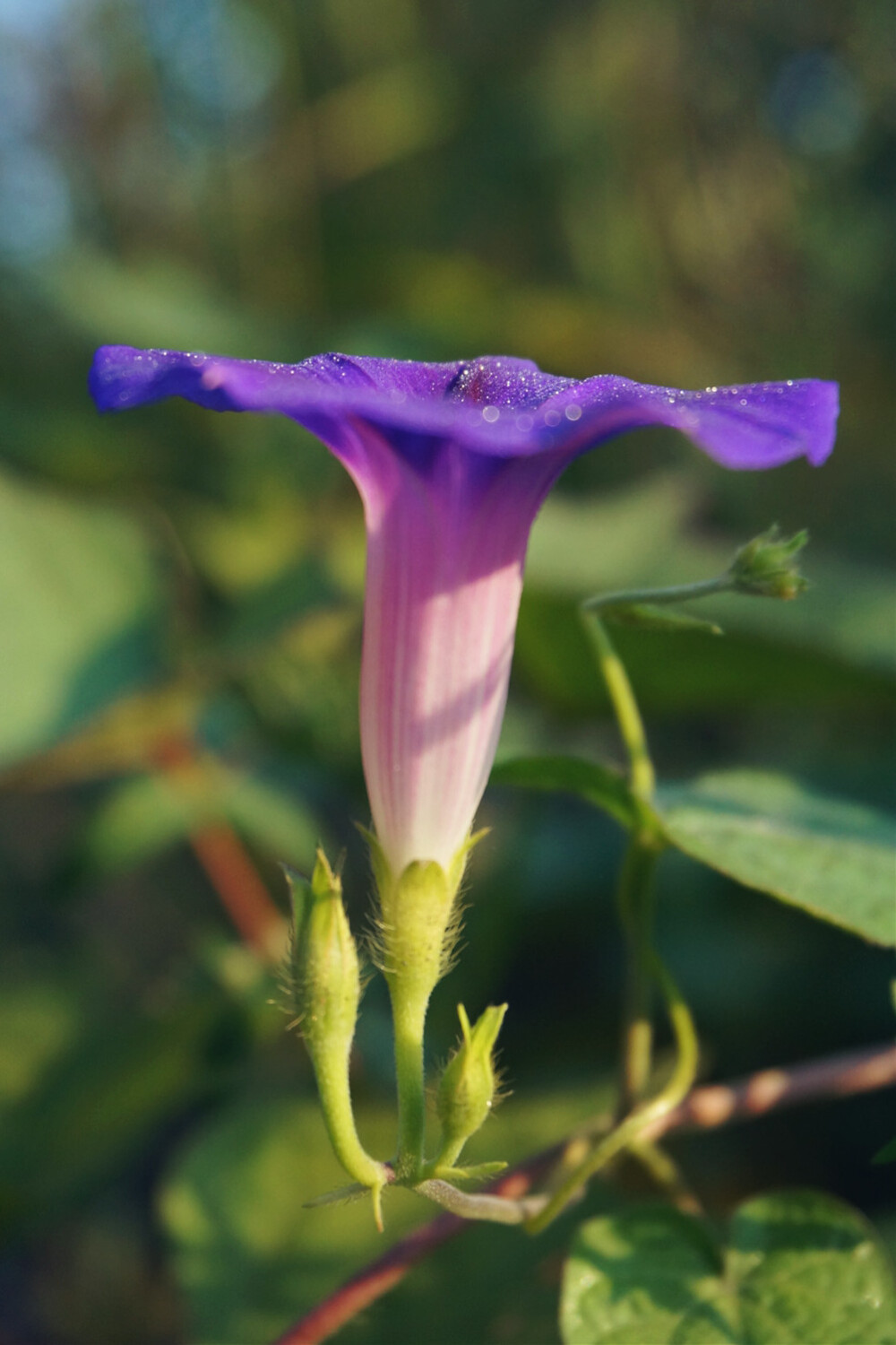 牵牛花，原名：牵牛，别名：喇叭花、筋角拉子、大牵牛花、勤娘子.