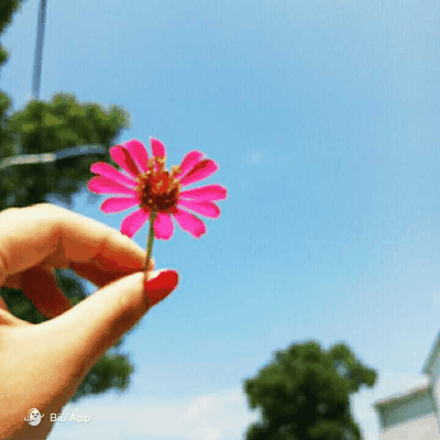手中的那朵花 来源：biu