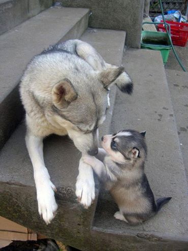 husky kissss