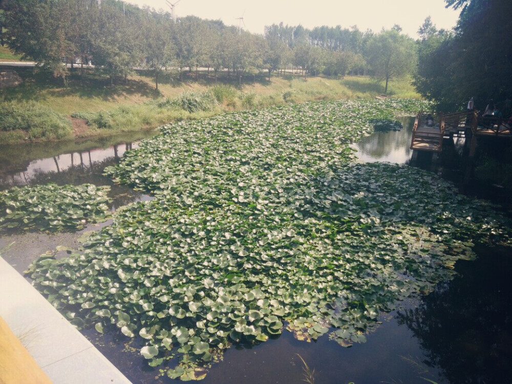 荷叶 风景 旅游小记