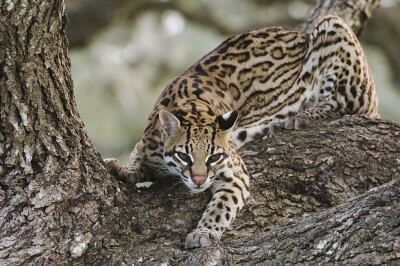 豹猫（学名：Prionailurus bengalensis）别名铜钱猫、石虎等，亚洲的猫科动物，豹猫的体型略大于家猫，但各亚种的差别比较大，例如印度尼西亚的亚种平均体长45厘米，尾长20厘米，而西伯利亚的亚种体长则达到60厘米，…