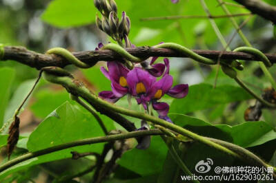 野葛 Pueraria lobata (Willd.) Ohwi. 蝶形花科， 葛属。