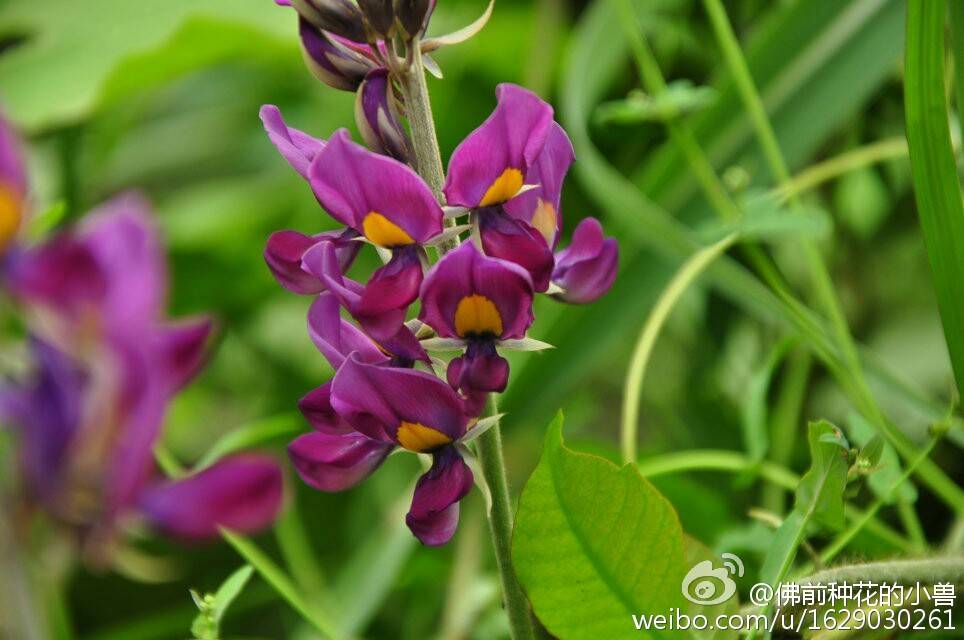  野葛 Pueraria lobata (Willd.) Ohwi. 蝶形花科， 葛属。