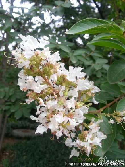 【石之若璞-花事-夏日觅花影】中文学名：紫薇~ 拉丁学名：Lagerstroemia indica L.~ 别 称：入惊儿树、百日红、满堂红、痒痒树~ 桃金娘目-千屈菜科-紫薇属-紫薇~