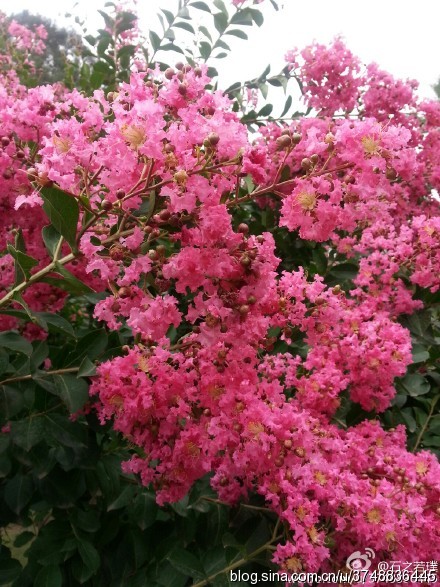 【石之若璞-花事-夏日觅花影】中文学名：紫薇~ 拉丁学名：Lagerstroemia indica L.~ 别 称：入惊儿树、百日红、满堂红、痒痒树~ 桃金娘目-千屈菜科-紫薇属-紫薇~