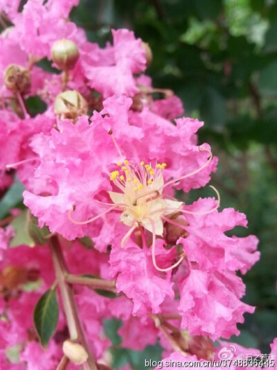 【石之若璞-花事-夏日觅花影】中文学名：紫薇~ 拉丁学名：Lagerstroemia indica L.~ 别 称：入惊儿树、百日红、满堂红、痒痒树~ 桃金娘目-千屈菜科-紫薇属-紫薇~