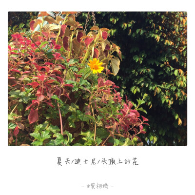 花花世界