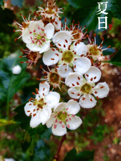 等待一场姹紫嫣红的花事是幸福