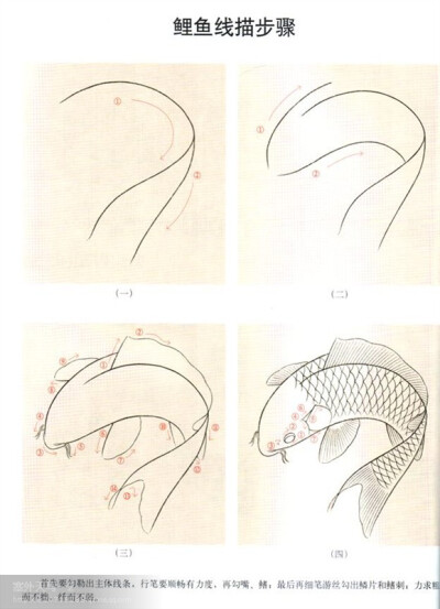 鱼的画法