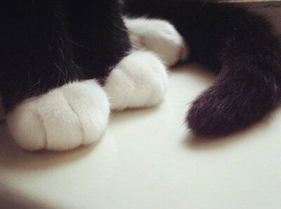 可爱 萌宠 宠物 动物 卖萌让专业的来 猫咪 喵星人 猫猫 猫爪子 想和我握手么？ 【该萌喵对您产生了会心一击】