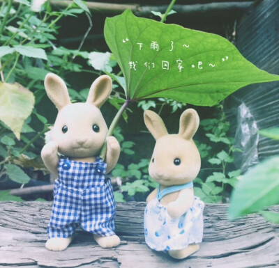 朋友圈背景墙 头像 文字 意境 兔子