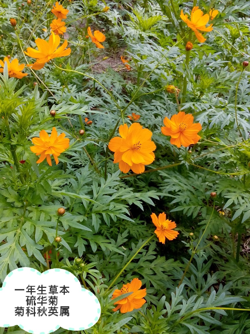 硫华菊