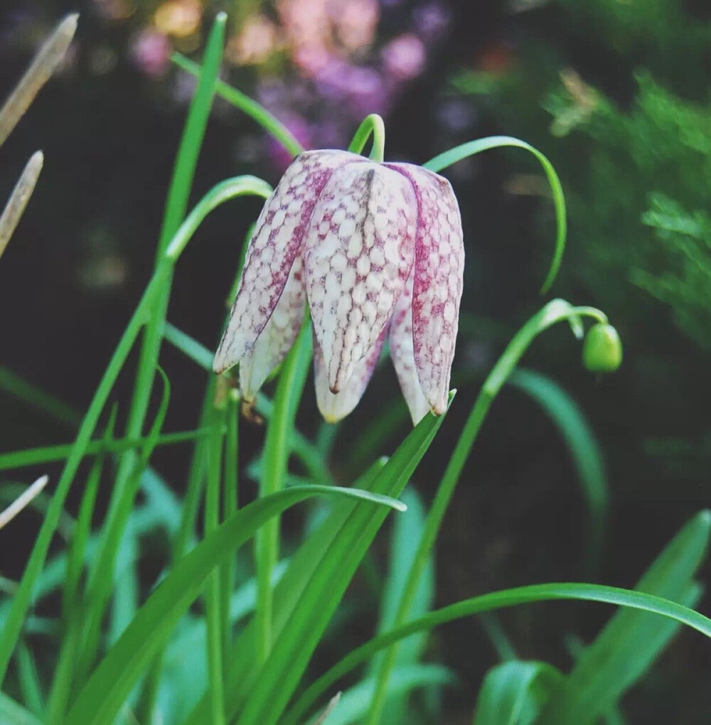 这种紫红色带着小方格花纹的贝母，名叫花格贝母Fritillaria meleagris L.，又名阿尔泰贝母。英国人还喜欢把它叫成蛇头贝母，因为它低垂的花连同直挺挺的茎，姿态与蛇颇有几分相似。花格贝母因为有着和克罗地亚国旗及国徽中一样的“格子元素”，它也成为了克罗地亚国家的象征。