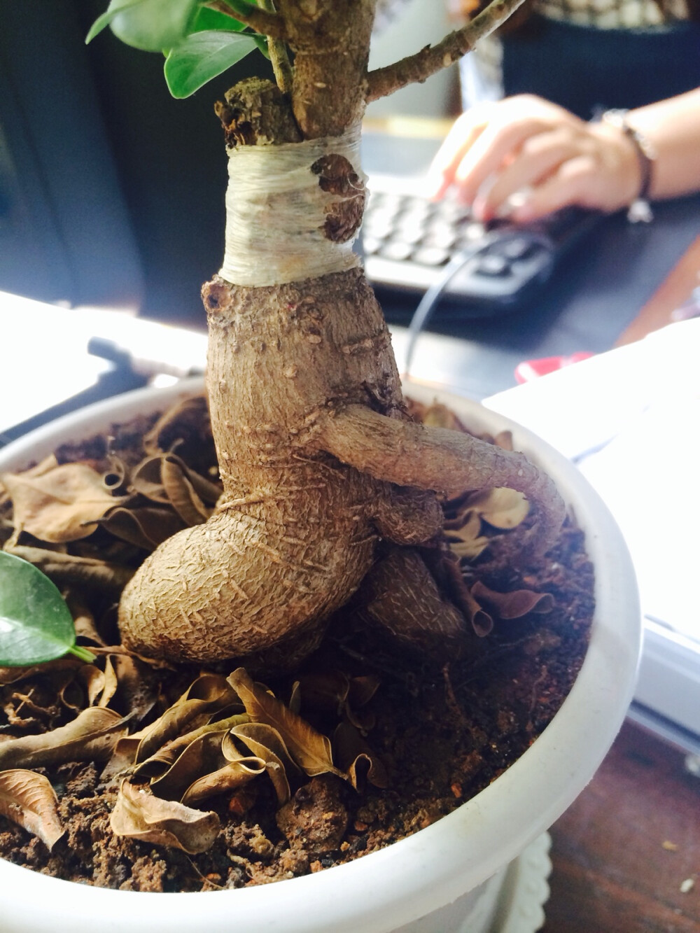 一棵想要逃跑的盆栽(¬_¬)