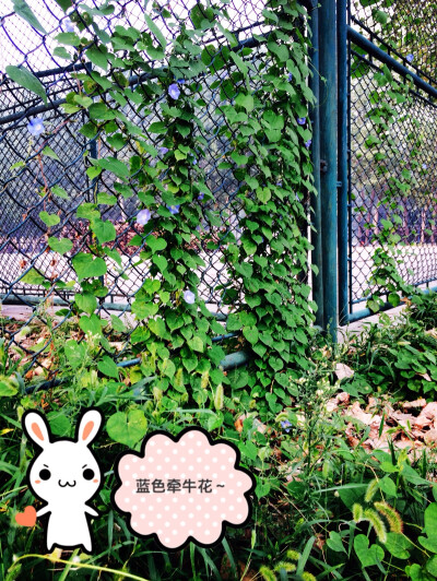 蓝色牵牛花～～～