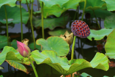 莲子清如水