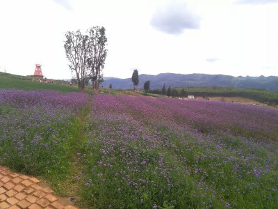 魅力花海在弥勒