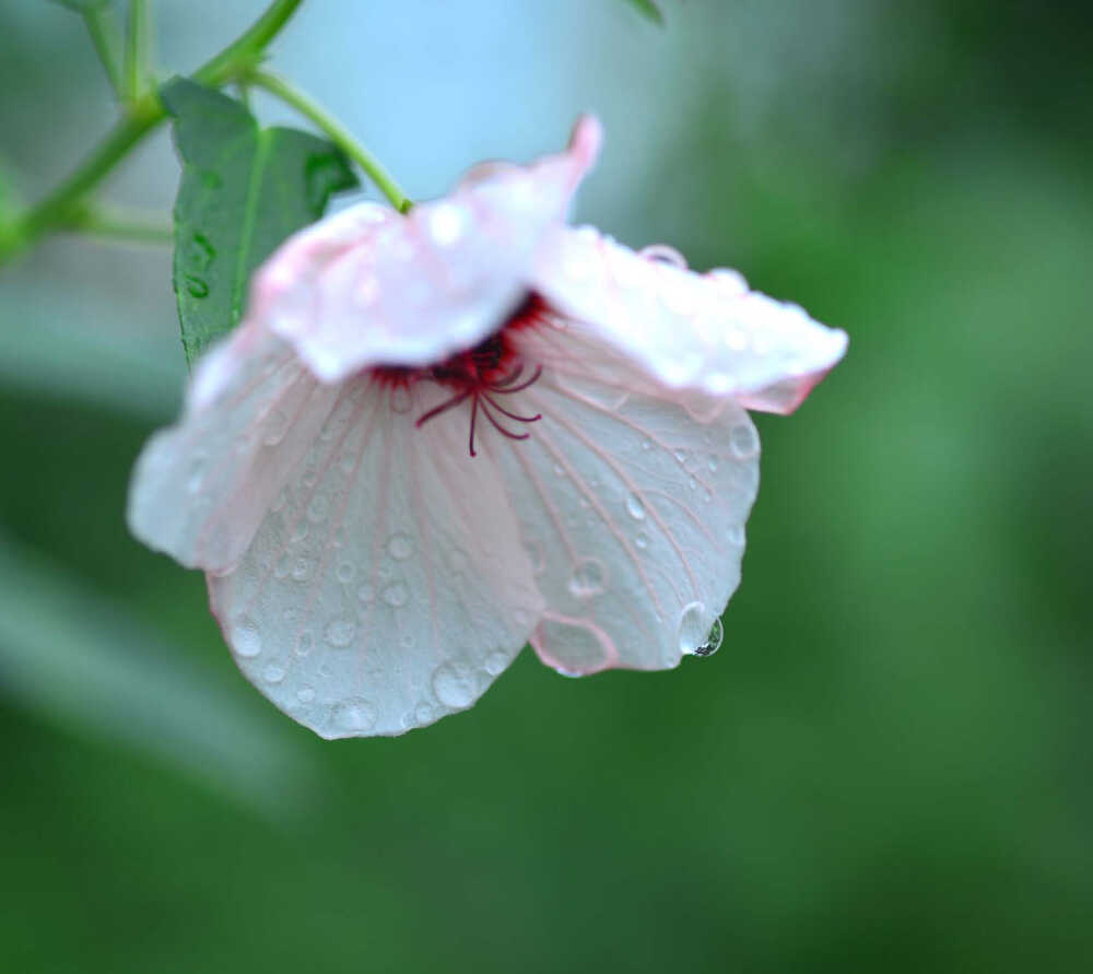 高砂芙蓉