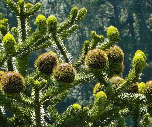 智利南洋杉 Araucaria arancana(Molina) K.Koch 别名：猴爪杉；英文名：Monkey Puzzle 南洋杉科南洋杉属 常绿大乔木。树冠塔形，随着年龄增长变为伞形。叶片呈三角形。 原产智利南部和阿根廷南部。我国的广州、厦门、云南西双版纳、海南等地有露地栽培。