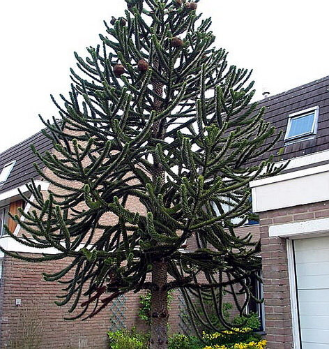 智利南洋杉 Araucaria arancana(Molina) K.Koch 别名：猴爪杉；英文名：Monkey Puzzle 南洋杉科南洋杉属 常绿大乔木。树冠塔形，随着年龄增长变为伞形。叶片呈三角形。 原产智利南部和阿根廷南部。我国的广州、厦门、云南西双版纳、海南等地有露地栽培