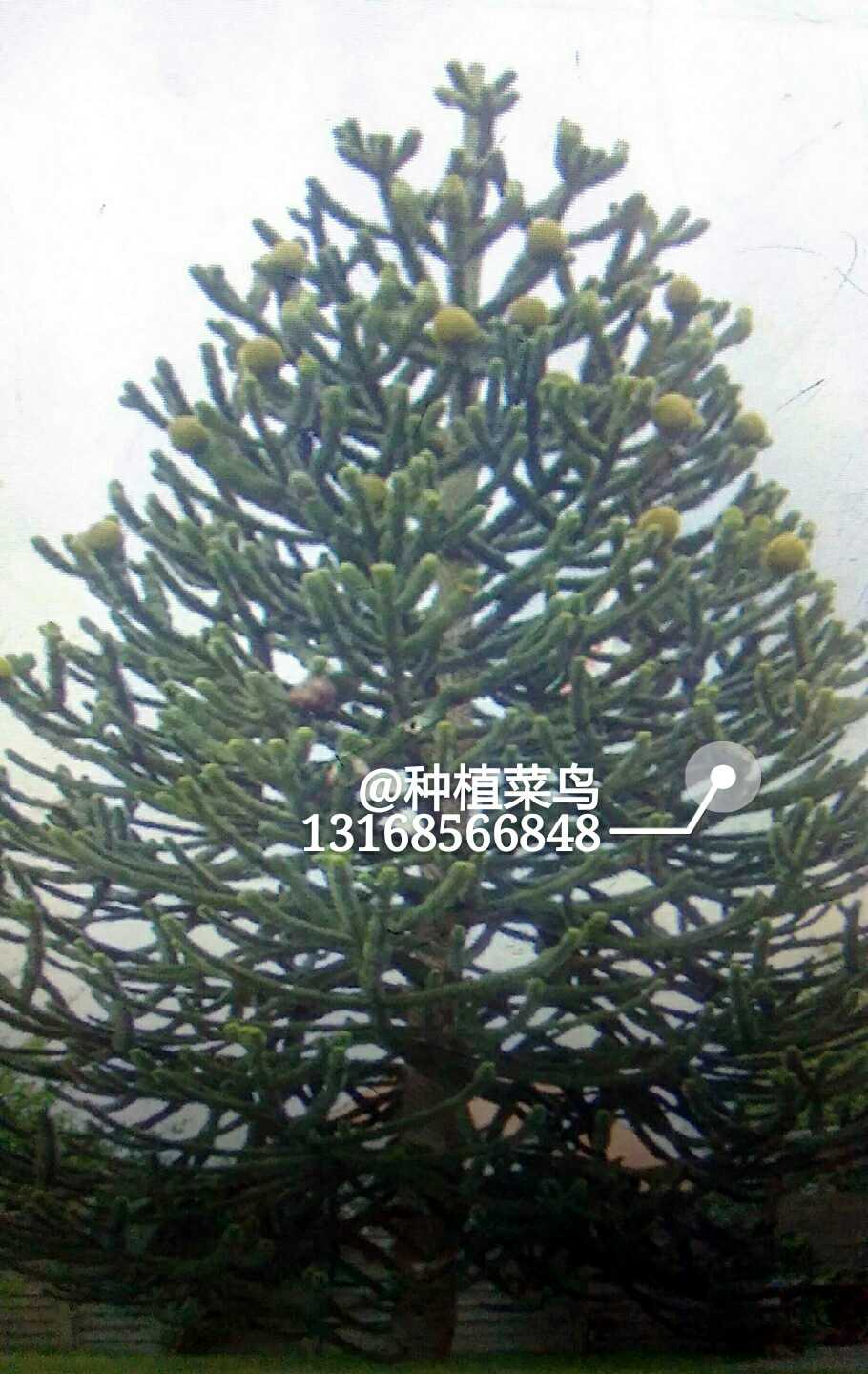 智利南洋杉 Araucaria arancana(Molina) K.Koch 别名：猴爪杉；英文名：Monkey Puzzle 南洋杉科南洋杉属 常绿大乔木。树冠塔形，随着年龄增长变为伞形。叶片呈三角形。 原产智利南部和阿根廷南部。我国的广州、厦门、云南西双版纳、海南等地有露地栽培