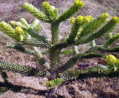 智利南洋杉 Araucaria arancana(Molina) K.Koch 别名：猴爪杉；英文名：Monkey Puzzle 南洋杉科南洋杉属 常绿大乔木。树冠塔形，随着年龄增长变为伞形。叶片呈三角形。 原产智利南部和阿根廷南部。我国的广州、厦门…