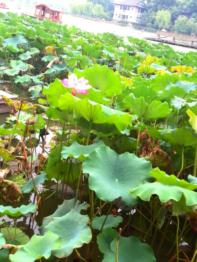 留的枯菏听雨声