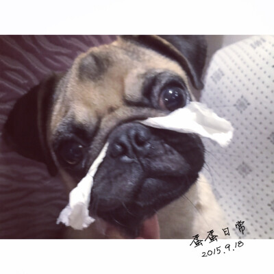 #巴哥#pug 擦鼻缝缝喽