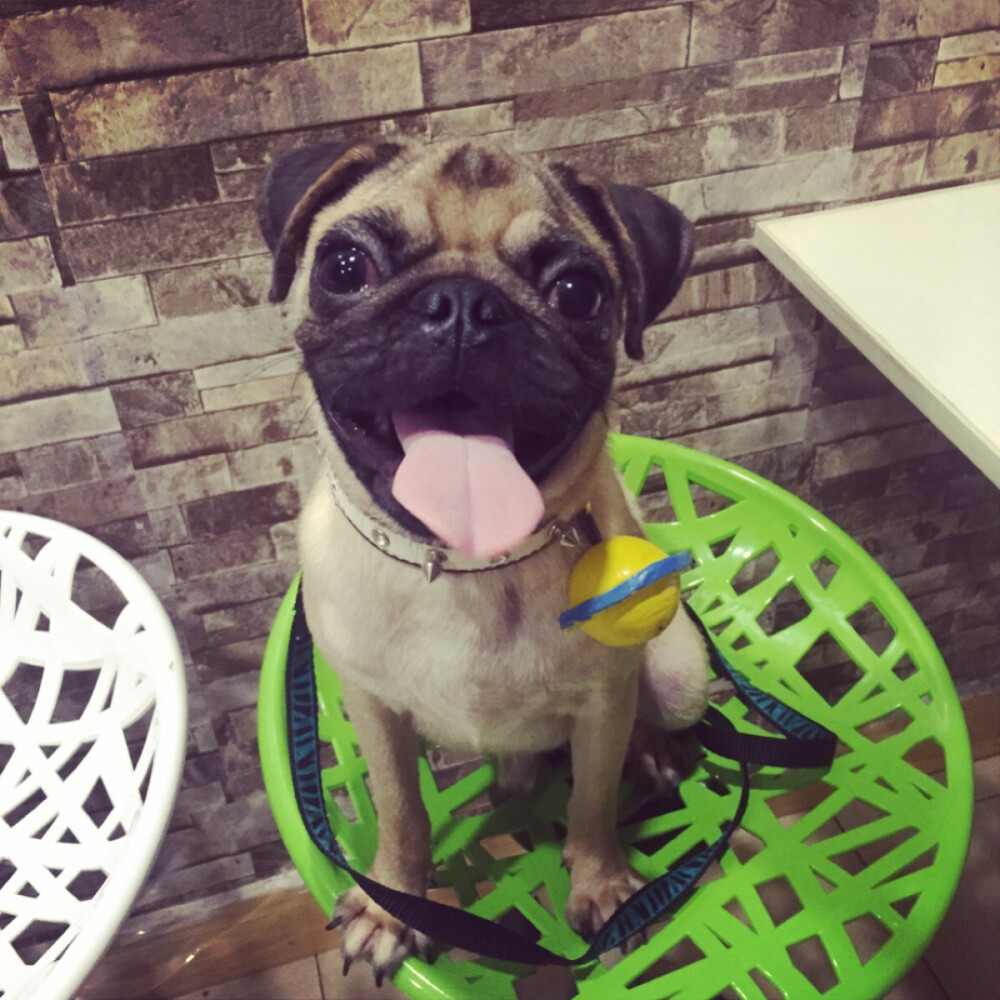 #巴哥#pug 蛋哥哥