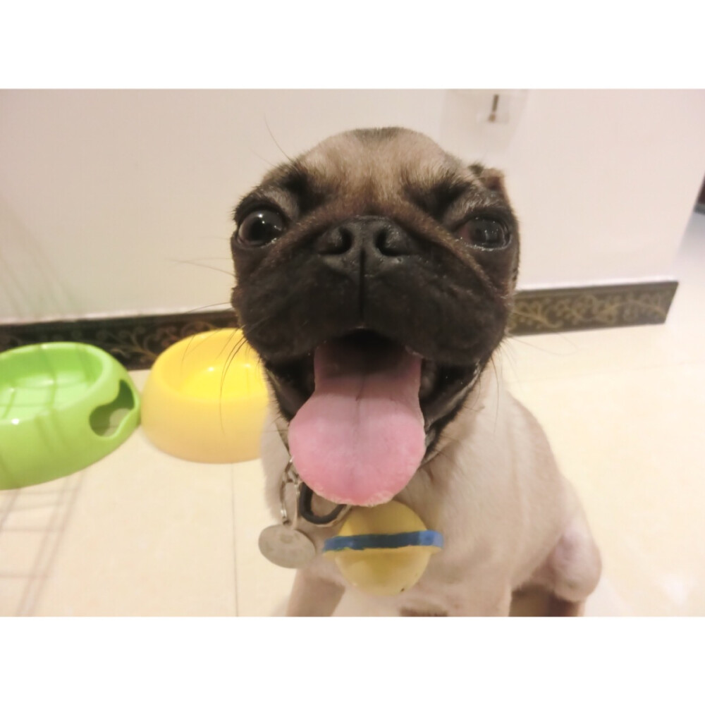 #巴哥#pug 海豹蛋