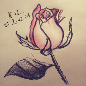 手绘玫瑰