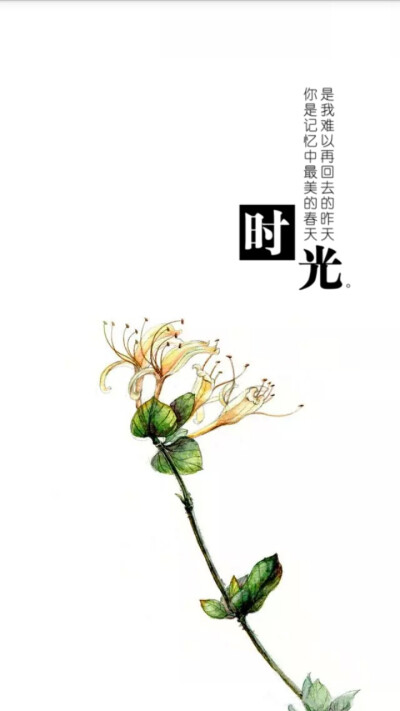 金银花；文字；小清新；简约