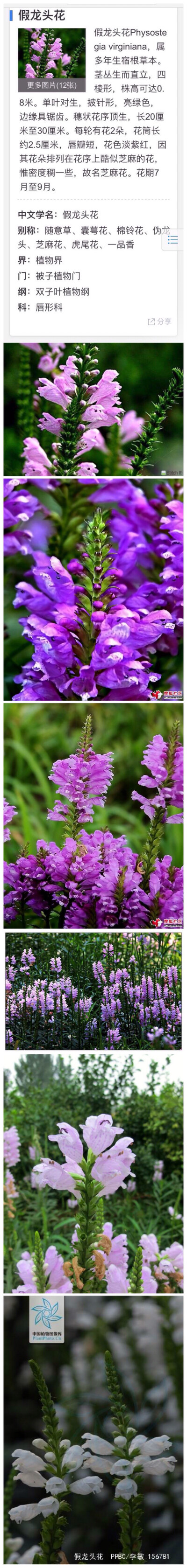 假龙头花 Physostegia virginiana，属多年生宿根草本。茎丛生而直立，四棱形，株高可达0.8米。单叶对生，披针形，亮绿色，边缘具锯齿。穗状花序顶生，长20厘米至30厘米。每轮有花2朵，花筒长约2.5厘米，唇瓣短，花…