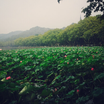 西湖美景三月天。