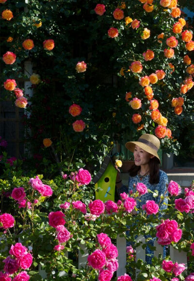 玫瑰花园-蔷薇
