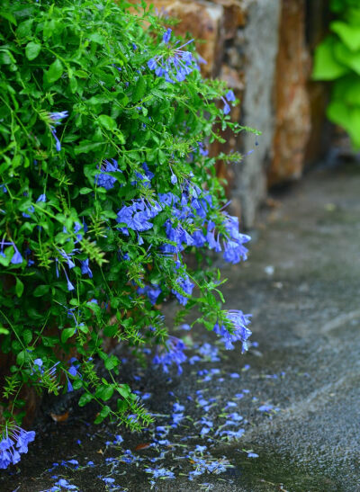 蓝雪花花落