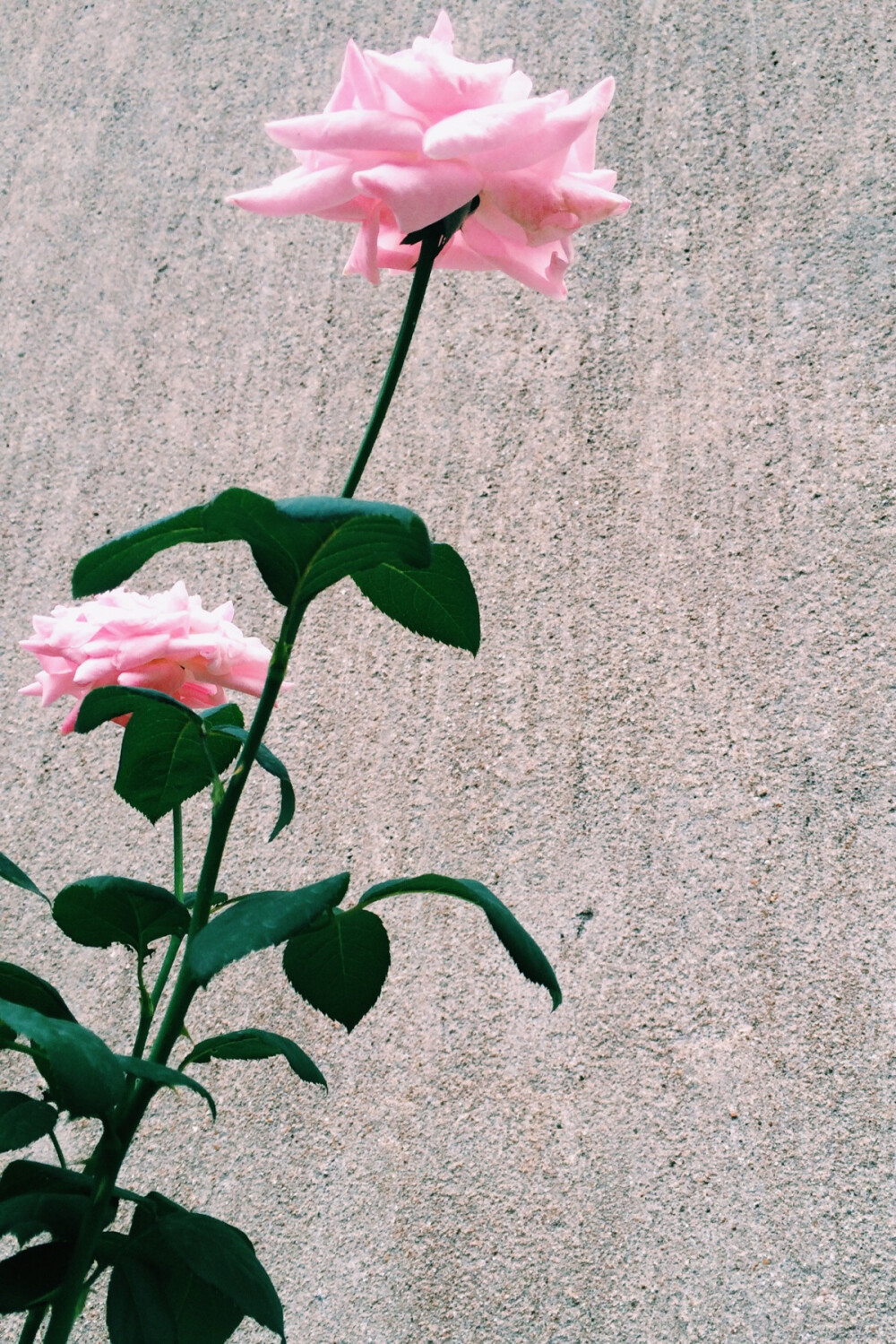 外婆家的月季。