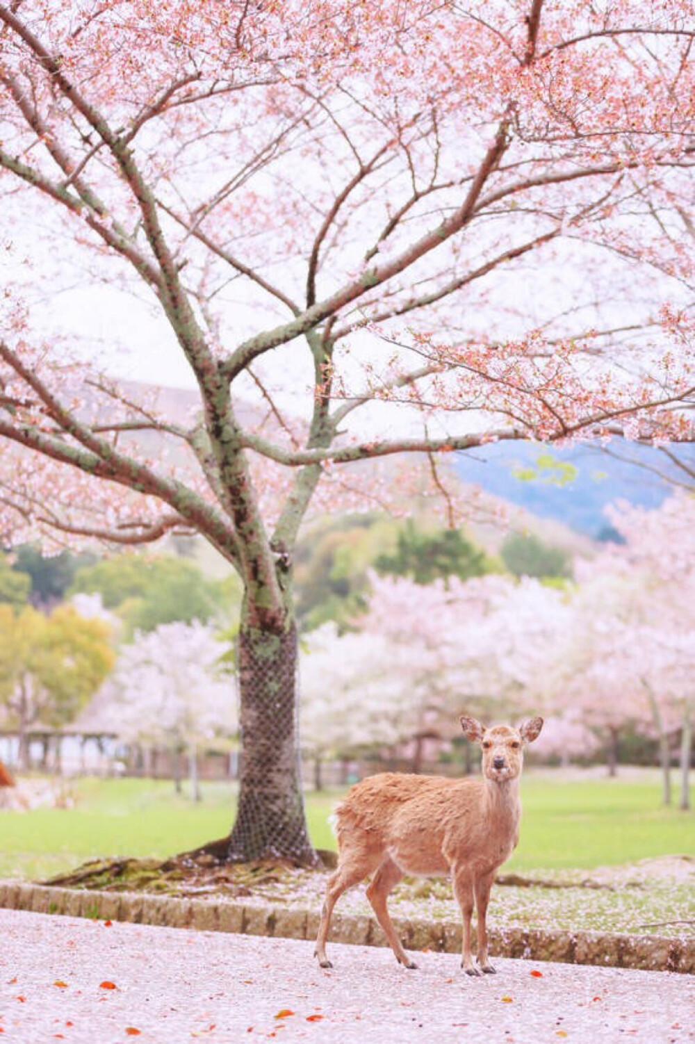 樱花与鹿