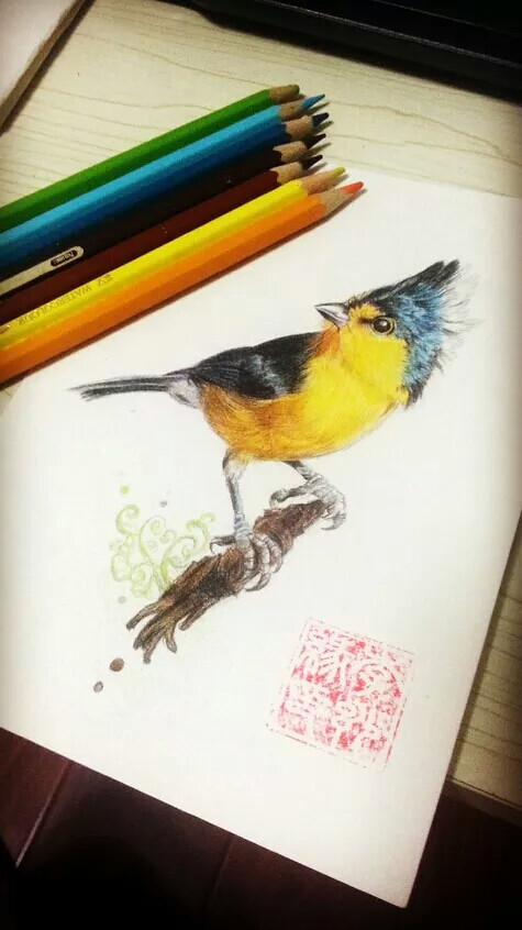 彩铅 鸟