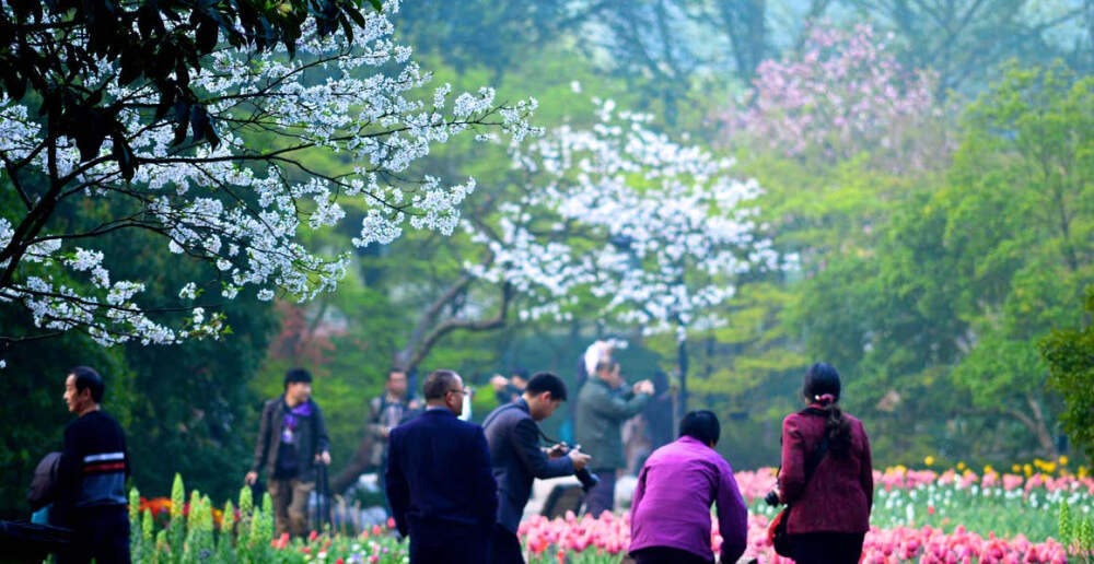 太子湾公园观赏樱花