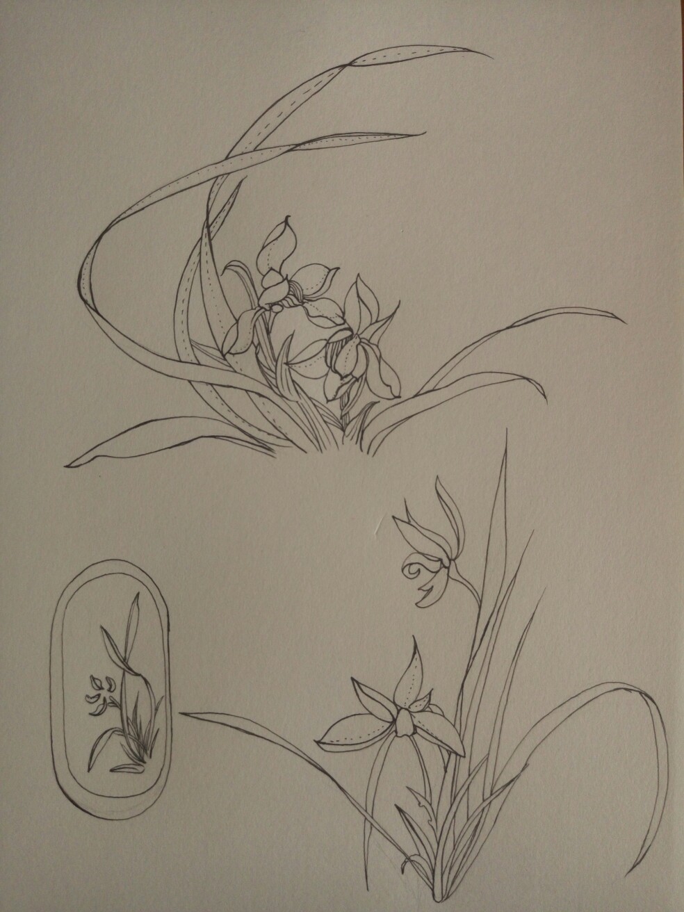 兰花的素描画法图片