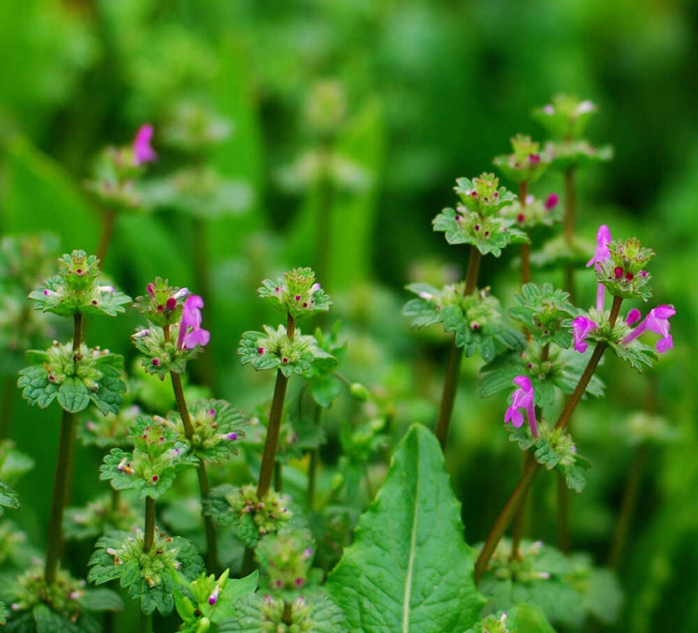 华东冬季草本宝盖草